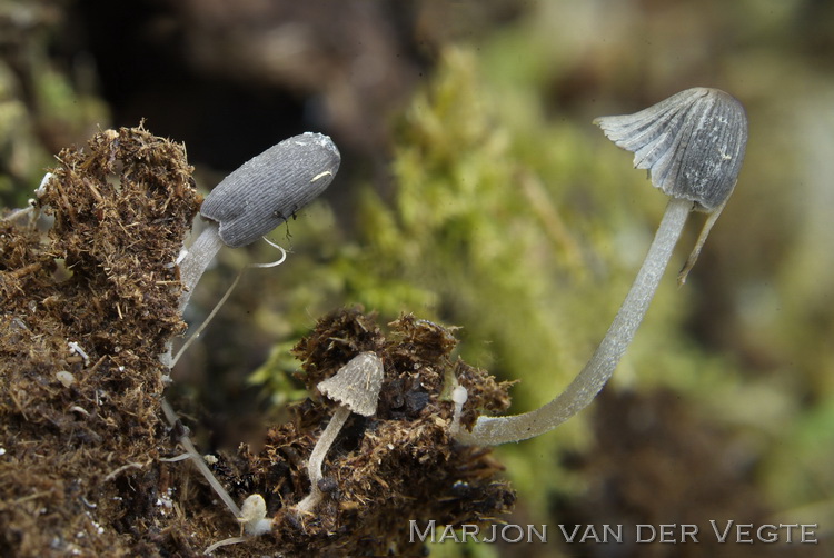 Withaarinktzwam - Coprinopsis xenobia